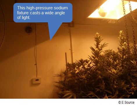 Photograph showing wasted light shed past rows of cannabis